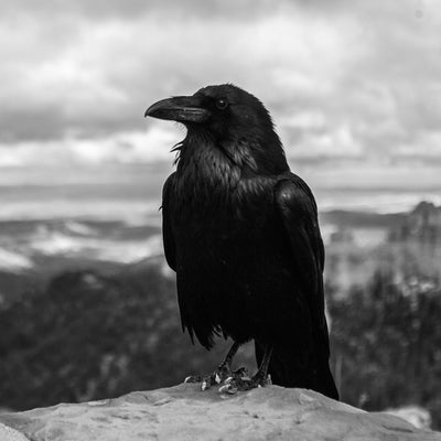Ephemera: Crows.