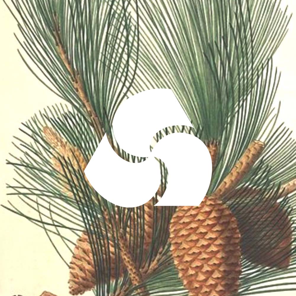 A botanical drawing of a pine tree with the 3sixteen logo superimposed on top.