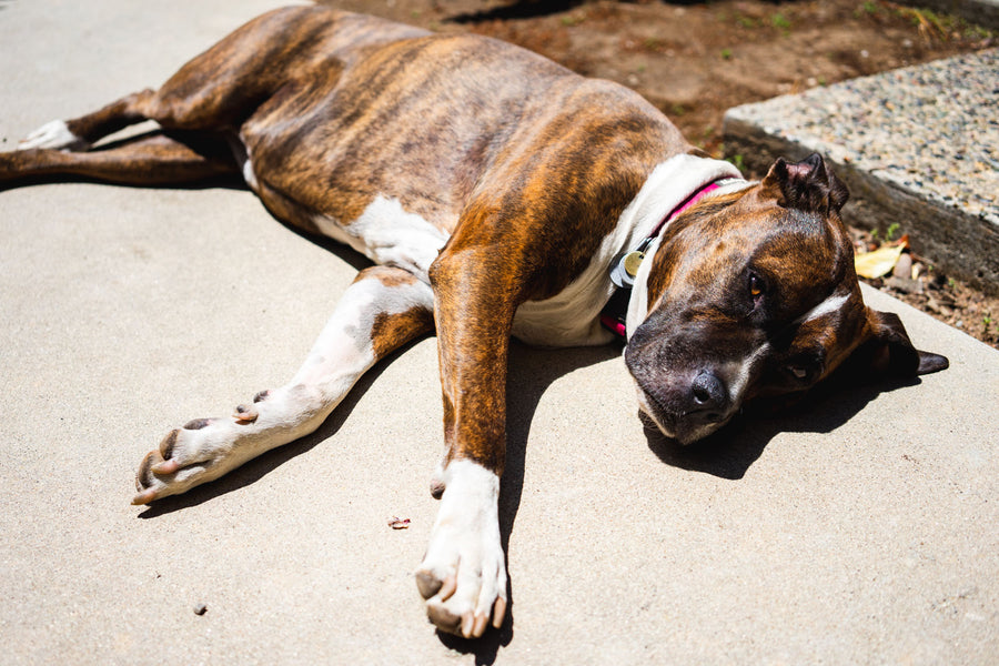 A dog lays on the ground, basking in the sun.
