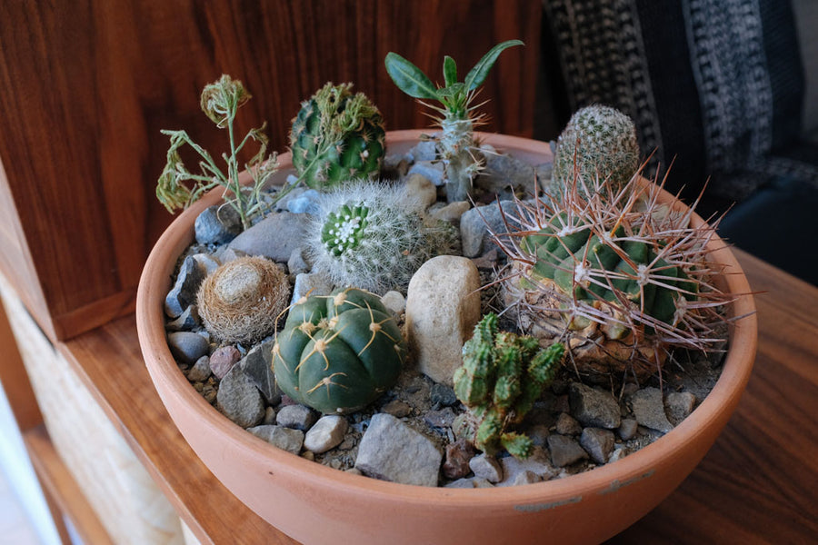 Succulent arrangement for Andrew Chen.