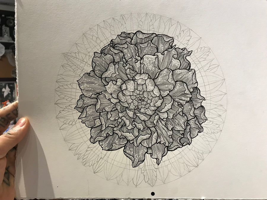 Picture of a Thomas Hooper illustration of a Japanese flower.