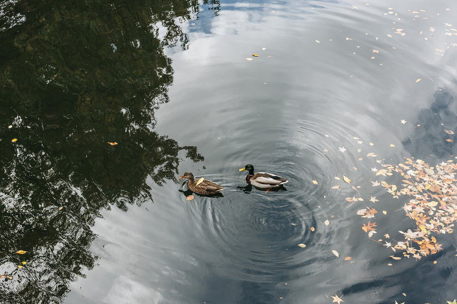 Ducks swimming in a pond